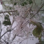 IMG_20120120_083212