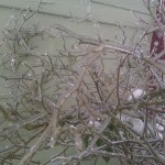 IMG_20120120_083419