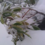 IMG_20120120_083621